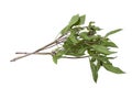 Sweet Asian basil leaves on white background Royalty Free Stock Photo