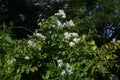 Sweet autumn clematis ( Clematis terniflora ) flowers. Ranunculaceae evergreen Poisonous plant.