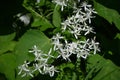 Sweet autumn clematis ( Clematis terniflora ) flowers. Ranunculaceae evergreen Poisonous plant.