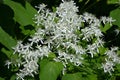 Sweet autumn clematis ( Clematis terniflora ) flowers. Ranunculaceae evergreen Poisonous plant.