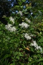 Sweet autumn clematis ( Clematis terniflora ) flowers. Ranunculaceae evergreen Poisonous plant.