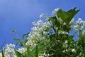 Sweet autumn clematis after flowering.