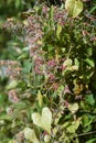 Sweet autumn clematis after flowering.