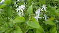 Sweet Autumn clematis