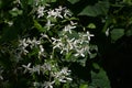 Sweet autumn clematis ( Clematis terniflora ) flowers. Ranunculaceae evergreen Poisonous plant.