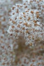 Sweet autumn Clematis Vitalba seed heads with white silky feather-like appendages, macro shot Royalty Free Stock Photo