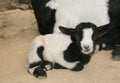 Sweet baby dwarf goat
