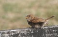 A sweet baby House Sparrow, Passer domesticus, perched on a fence, waiting for its parents to come and feed it. Royalty Free Stock Photo