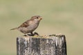 A sweet baby House Sparrow, Passer domesticus, perched on a post , waiting for its parents to come and feed it. Royalty Free Stock Photo