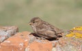 A sweet baby House Sparrow, Passer domesticus, perched on a wall in the sunshine, waiting for its parents to come and feed it. Royalty Free Stock Photo