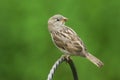 A sweet baby House Sparrow, Passer domesticus, perching on a wire post. Royalty Free Stock Photo