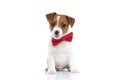 Sweet baby jack russell terrier dog minding his own business