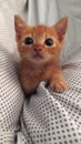 Sweet baby orange cat