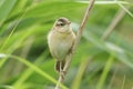 A sweet baby Sedge Warbler, Acrocephalus schoenobaenus, perching on a reed at the edge of a lake. Royalty Free Stock Photo