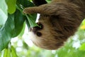 Baby sloth hanging in a tree