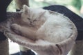 Sweet baby white cat sleep Royalty Free Stock Photo