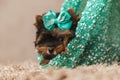 Sweet baby yorkie puppy with bow laying down on carpet in a pouch Royalty Free Stock Photo