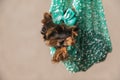 Sweet baby yorkshire terrier puppy with bow in a warm and cozy sack Royalty Free Stock Photo