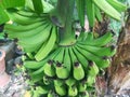 Sweet banana in garden