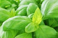 Sweet Basil Royalty Free Stock Photo