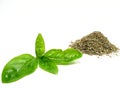 Sweet basil