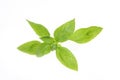 Sweet basil brach green leaves isolated on white background.top view,flat lay Royalty Free Stock Photo