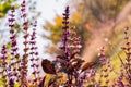 Sweet Basil or Cinnamon basil or Thai basil Ocimum basilicum leaves and flowers, background. Basil closeup. Royalty Free Stock Photo