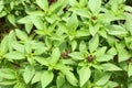 Sweet basil Royalty Free Stock Photo