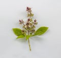 Sweet basil flowers Ocimum basilicum Linn Isolated on White Background. basil tree is a Thai herb that has many benefits, has Royalty Free Stock Photo