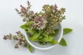 Sweet basil flowers Ocimum basilicum Linn Isolated on White Background. basil tree is a Thai herb that has many benefits, has Royalty Free Stock Photo