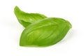 Sweet basil herb leaves bunch isolated on white background. Sweet Genovese basil Royalty Free Stock Photo