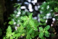 Sweet basil herb leaves bunch Royalty Free Stock Photo