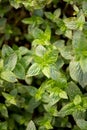 Sweet basil leaf in farmland field Royalty Free Stock Photo
