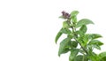 Sweet basil leaf with flower against white Royalty Free Stock Photo
