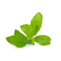 Sweet basil leaf isolated on white background Royalty Free Stock Photo