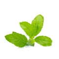 Sweet basil leaf isolated on white background Royalty Free Stock Photo