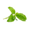 Sweet basil leaf isolated on white background Royalty Free Stock Photo