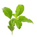 Sweet basil leaf isolated on white background Royalty Free Stock Photo