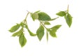 Sweet basil leaves Fresh on white background Royalty Free Stock Photo