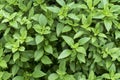 Sweet Basil leaves in the garden background. Green basil leaf agriculture . Ocimum basilicum Linn. ( LABIATAE )