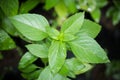 Sweet basil leaves Royalty Free Stock Photo