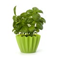 Sweet basil leaves Royalty Free Stock Photo