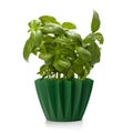 Sweet basil leaves Royalty Free Stock Photo