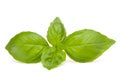 Sweet basil leaves Royalty Free Stock Photo