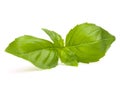 Sweet basil leaves Royalty Free Stock Photo