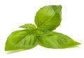 Sweet basil leaves Royalty Free Stock Photo