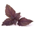 Sweet basil leaves Royalty Free Stock Photo