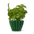 Sweet basil leaves Royalty Free Stock Photo