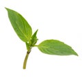 Sweet basil leaves isolated on white background Royalty Free Stock Photo