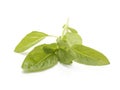 Sweet basil leaves isolated on white background. Royalty Free Stock Photo